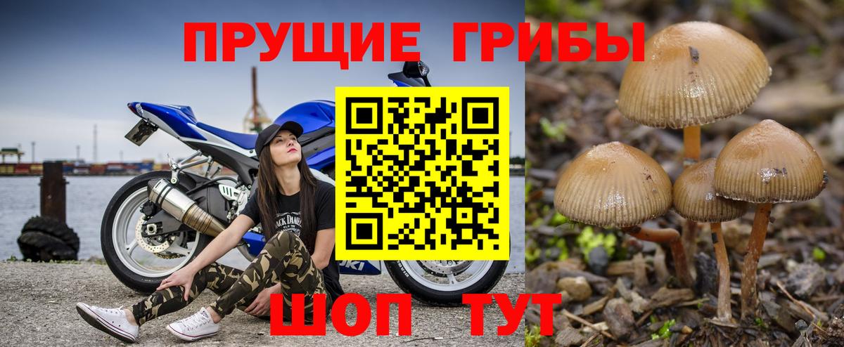 Псилоцибиновые грибы Cubensis Йошкар-Ола
